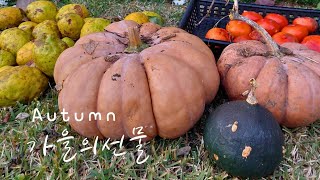 감따는 풍경. 가을의 선물. 힐링 영상 Autumn