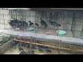 Redy stok Mandar Biru Dewasa mumpung lagi banyak cocok buat peliharaan di aviary