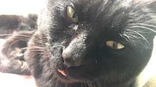 毛づくろいに疲れて舌をしまい忘れる猫 Sleepy cat with tongue sticking out