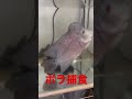 【捕食】怪魚・フラワーホーンがボラを喰う