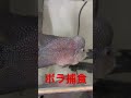 【捕食】怪魚・フラワーホーンがボラを喰う