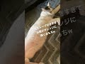 初めて見た電気ストーブが好きすぎる猫