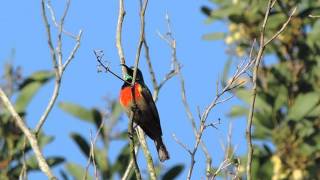 Greater Double-collared Sunbird singing