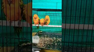 Vavubali Exhibition 2024 PET SHOW #shorts #trendingshorts