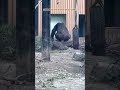 夕食部屋の扉が開くのを待つゴリラ親子 gorillas waiting for the door to open キンタロウとゲンキ ゴリラ gorilla