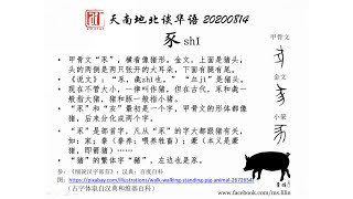 在古代，“猪”指的是小猪，而大猪叫做“豕Shǐ”，也是繁体字“豬”的部首。爱FM《天南地北谈华语》20200814