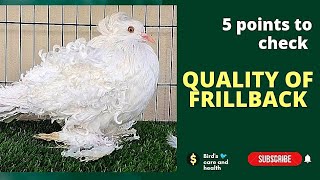 How to check quality of Frillback pigeons | #pigeon #fancypigeon