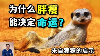 狐獴：现实中的丁满，胜过平头哥蜜獾，最强“春节饮食忠告”！