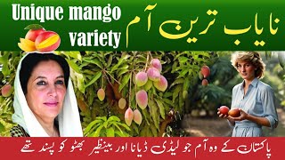 World best mangoes | Mango farming Sindh | Unique mango variety in Pakistan