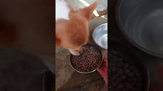 【猟犬動画】ニコちゃんのドッグランで初めての夕食🐶🎵🍴