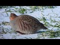 Куропатки в сильный мороз grey partridges in severe frost