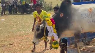 கீழக்கோட்டை மஞ்சுவிரட்டு 2025#manjuvirattu#jallikattu #manjuvirattu