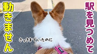 おばあちゃんの姿を探す愛犬に、胸が締め付けられました... 初めて聞いた切ない鳴き声