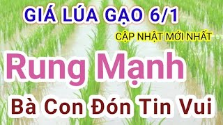 GIÁ LÚA \u0026 GẠO HÔM NAY (THỨ HAI ) 6/1/2025 - ĐÀI THƠM ĐANG TĂNG GIÁ