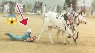 Dangerous Bull Race😭 | Bull Race in Pakistan| Pothwari Vlogs