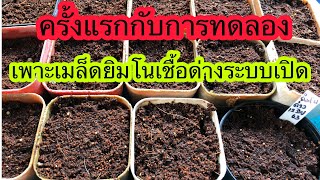 ครั้งแรกกับการทดลองเพาะเมล็ดยิมโนเชื้อด่างแบบเปิด