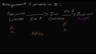 Problem 2 Epistasis