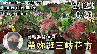 帶妳逛三峽花市~週末搶先看! 2023.6.23|傑克林250|山烏龜100|彩葉芋3盆200||大麥克100|多肉植物|觀葉植物|觀音蓮|甲骨文|蔓綠絨|虎尾蘭|黑絲絨|圓葉花燭|龜背芋|日本雪瑩|