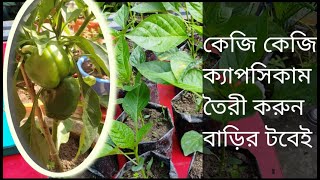 How to Grow capsicum from seed in pot\\\\বাড়িতে টবে ক্যাপসিকাম চাষ//How to grow capsicum at home.