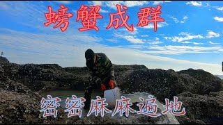 【小俞赶海】小俞赶海盘巨坑，猛货成群疯狂窜动，惊现两斤巨型螃蟹，场面劲爆