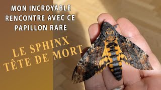 🦋Mon incroyable rencontre avec un papillon rare: Le Sphinx Tête de Mort