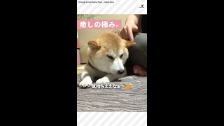 耳をなでなでされて、意識が飛びかけちゃっている柴犬♪