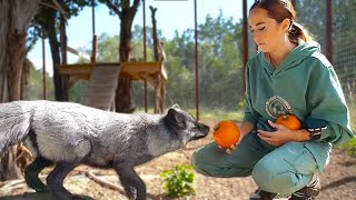 Maya gives the foxes and crows some pumpkin at Alveus