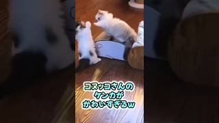 【子猫】コヌッコさんのケンカがかわいすぎるｗ【喧嘩】 #shorts #猫 #猫動画 #かわいい #癒し