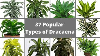 37 Popular Types of Dracaena Plants // Best Dracaena Varieties // Dracaena ident