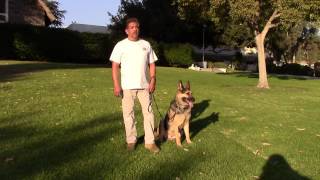 Sirius K9 Academy Basic Obedience Test Demonstration - Sit @ side