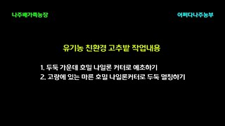 무경운 호밀을 이용한 유기농 친환경 고추밭 만들기 5탄 - 예초기 나일론커터로 고추두둑 호밀 멀칭하기 두번째_220519