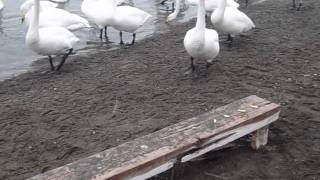 北海道屈斜路湖 - 餵天鵝