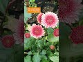 2024.10.30 팡팡국화 석막리꽃농장 flowers 국화축제 국화