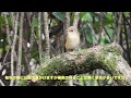 大阪城公園にやって来た「ニシオジロビタキ」今季２度目！