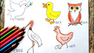 how to draw a five birds step by step / birds drawing with name / dove, duck, hen, owl, crane