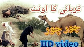 Mara Qurbani Ka Camel چور لے گیا Khan Lala Production