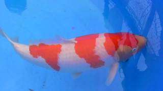 2012TYH 18th Koi Show-桃園縣愛鯉協會第十八屆錦鯉品評會-14全體總冠軍頒獎典禮