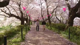 [Japan] 幸手権現堂桜堤 Satte Gogendo Koen In Saitama Prefecture Part 1