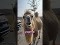 Camel Tries A Lemon For the First Time 🐫 #shorts