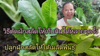 วิธีตัดผักสลัดให้เก็บกินได้หลายๆครั้ง ปลูกผักสลัดให้ได้เมล็ดพันธุ์