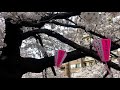 目黒川桜 meguro river sakura