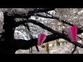 目黒川桜 meguro river sakura