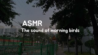 아침을 알리는 도심속 새들의 소리, 아침 새소리, 노이즈 Birds Sounds ASMR 1 Hour