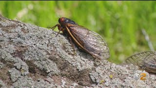 KDKA Reporter John Shumway Eats Cicada On Live Television