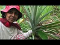 How to Propagate Pineapple Plants Which Method Works Best