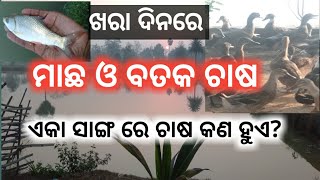 ମାଛ ଓ ବତକ ଚାଷ କରିବାରେ ଆମର କଣ ସବୁ ଲାଭ ମିଳିବ/Fish and Duck Farming