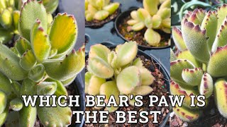 Which Bear's Paw Is The Best? Cotyledon Tomentosa vs White Variegated vs Yellow Variegated