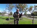 The Rowan Tree (Piping 100 Day 14, Forth and Clyde Canal, Falkirk)