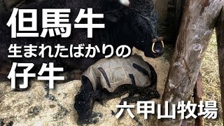 生まれたばかりの小町の赤ちゃん【六甲山牧場】2021.3.21［過去動画］初出し!! 町男くんが生まれた霧の朝