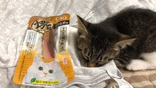 子猫にカツオをあげてみた！